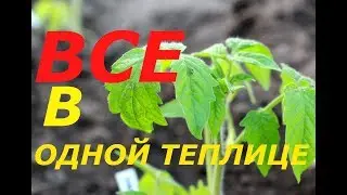 В ОДНОЙ ТЕПЛИЦЕ ТОМАТЫ, ОГУРЦЫ, ПЕРЕЦ, БАКЛАЖАНЫ/ПРАВИЛЬНОЕ РАСПОЛОЖЕНИЕ ПОСАДОК, САЖАЮ РАССАДУ