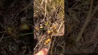Обнаружил гнездо шмелей. Строят гнезда в земле.