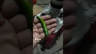 Sambel petir level 100