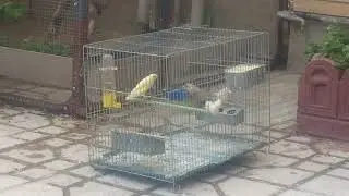 Goldfinch Mule mating