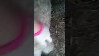 Венгерской Мангалицы