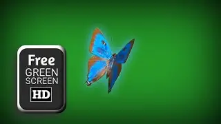 Green screen blue butterfly flying effect | Butterflies green screen | Green screen butterfly