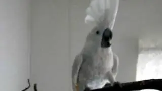 Cookie The Dancing Umbrella Cockatoo Parrot! Boogie Woogie Cookie Bird! ©Karla K. Larsson