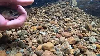 Releasing Brook Trout Back Into A Small Tributary Stream