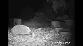 Two little hedgehogs and their mother