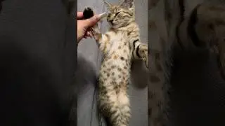 #shortvideo #cat #tiktok #catlover #reels #kitten #рекомендации #топ #viralvideo #тренды #топ #top