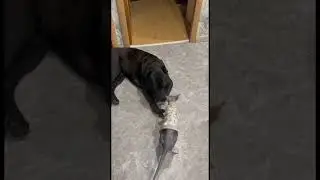 Кане-Корсо не обидит даже хомячка😃 #белый #кане #корсо