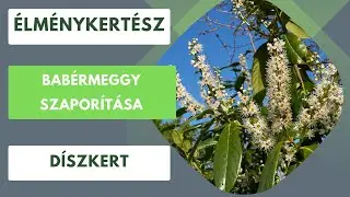 Babérmeggy szaporítása🌿
