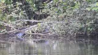 Great Blue Heron fledged, in water pt 2