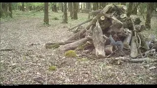 Western Gray Squirrels and Golden Eagle at the Wood Pile