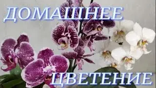 №121/ Цветение орхидей на моём подоконнике №3