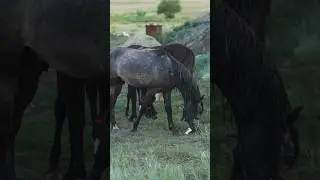 Бадахшон 2023 / Памир 2023  #памир #shorts