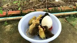 Cute baby ducklings swimming and feeding