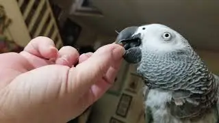 My Timneh and Red Factor  Congo African Grey meet