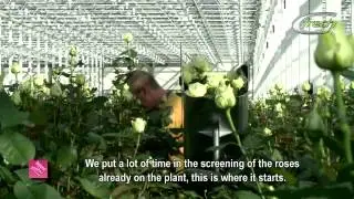 Meijer Roses (english subtitles)