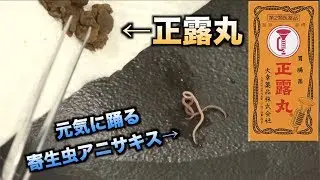 [Experiment] This is what happens when you soak the parasite Anisakis in Seirogan!!!