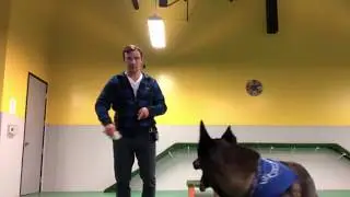 Физическое развитие собаки