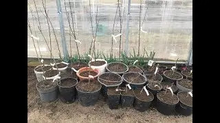 ТЕПЛИЦА. САЖАЮ САЖЕНЦЫ ПОЧЕМУ. КАК. УСТРОИЛА САДОВЫЙ ЦЕНТР. ЧАСТЬ 1.