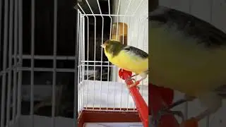 Кенар поёт как соловей