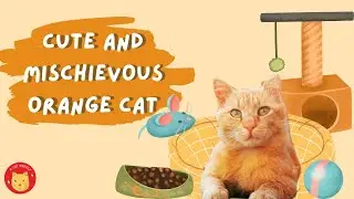 Cute and mischievous orange cat.