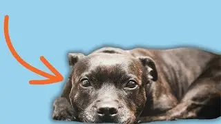 9 Crucial Mistakes to Avoid for Your Staffy’s Emotional Well-Being