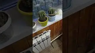 Кактус цветёт. Как цветёт кактус.