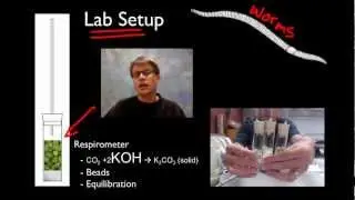 AP Biology Lab 5: Cellular Respiration