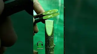 Whip and tongue grafting techniques citrus plant 