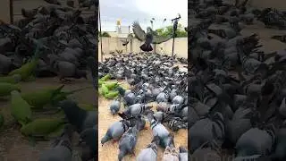 How to attract birds to your balcony 🤩  #shorts #viralvideo