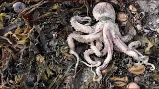 Камчатка. Эко-КАТАСТРОФА. Кто виноват и что показали анализы?