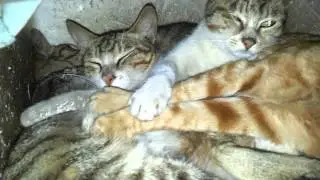 I found a stash of cats.