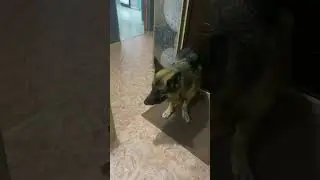 Качает шею #жиганец #питбульграф