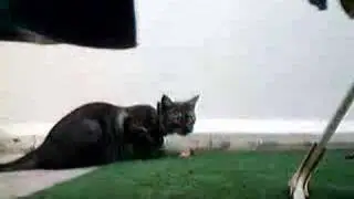 Kedi ve Fare