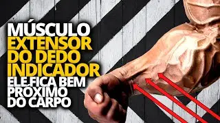 MÚSCULO DO ANTEBRAÇO EXTENSOR DO DEDO INDICADOR