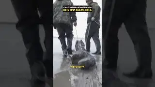 Находка в желудке мамонта меняет всю историю