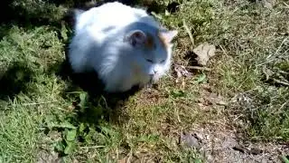 Кошка ест ящерицу.