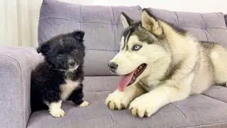 Husky Meets New Puppy For The First Time