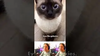 the most beautiful cat eyes in the world... #cats #cuteanimals #pets
