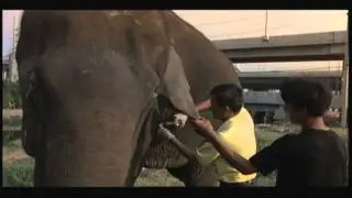 The Urban Elephant: Pang Dao's Story
