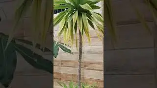 yucca plant #shorts