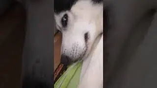 Хаски луна и её пять щенят сыночков