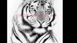 Pencil Drawings slideshow