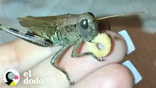 Woman rescues a grasshopper and gives it the best life possible | The Dodo