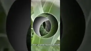 يادار ردي الصوت يادار تكفين .. مضواح بن شتوي