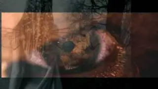 Mechanical Moth - Devotion