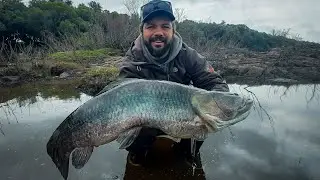 Giant Tararira in Uruguay 😳🇺🇾 | Tarariras Fishing Uruguay 🎣♻️