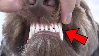 The Real Solution To Keeping Your Dog's Teeth Clean & Healthy