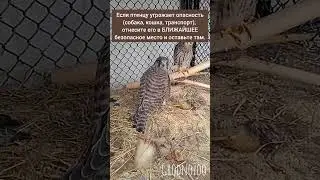 Не забирайте птиц из природы! 