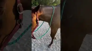 hehe