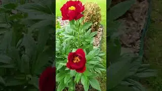 пион Mackinac Grand #peony #пионы #mackinacgrand #бодровцветовод #всаду
